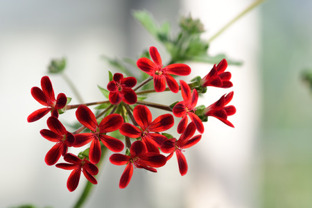 Close up of pelargonium ardens flowers