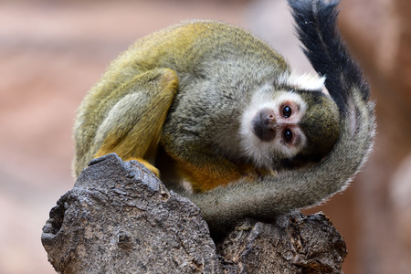 Close up portrait of a squirrel monkey