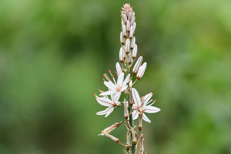 Close up of a white asphodel (asphodelus alba) flower in bloom with a green backgroundの写真素材