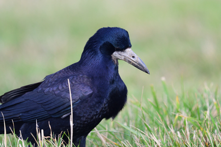 Close up of a rook (corvus frugilegus) on the grassの写真素材