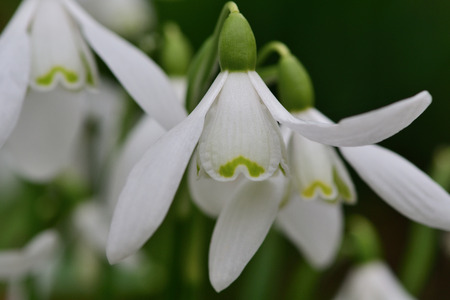 Close up of common snowdrops (galanthus nivalis) in bloomの写真素材