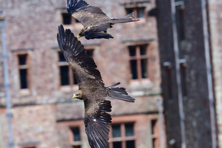 Close up of a black kite (milvus migrans) flying during a falconry demonstration