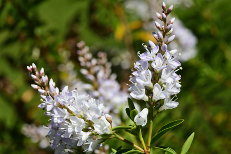 Close up of white hebe flowers in bloom
