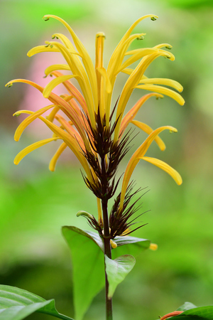 Close up of a yellow jacobinia (justicia umbrosa) flower in bloomの写真素材