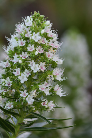 Close up of echium flowers flowers in bloomの写真素材