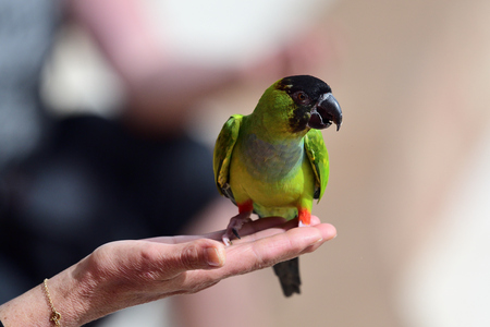 Portrait of a nanday parakeet (aratinga nenday) perching in a persons handの写真素材