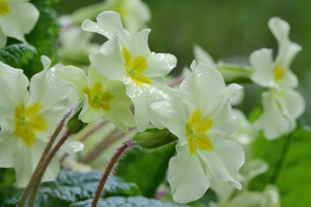 Close up of common primroses (primula vulgaris) in bloomの写真素材