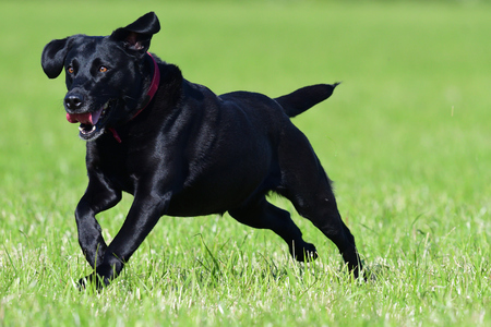 Action shot of a young black Labrador retriever running through a fieldの写真素材