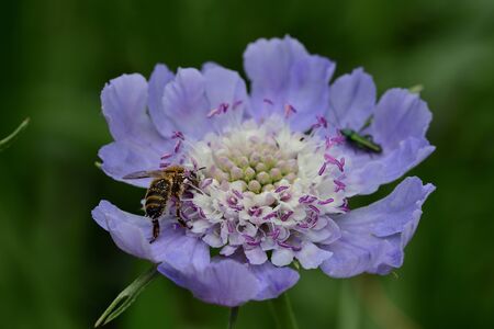 Close up of a caucasian pincushion flower (scabiosa caucasica)の写真素材