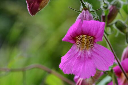 Close up of a Chinese foxglove (rehmannia angulata) plant