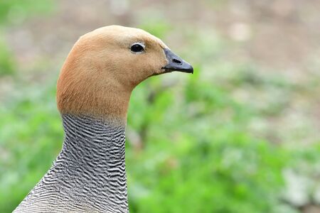 Head shot of a ruddy headed goose (chloephaga rubidiceps)の写真素材