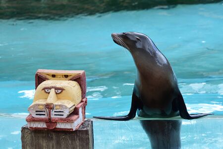 Portrait of a sea lion (zalophus californianus) leaning on the edge of a water tankの写真素材