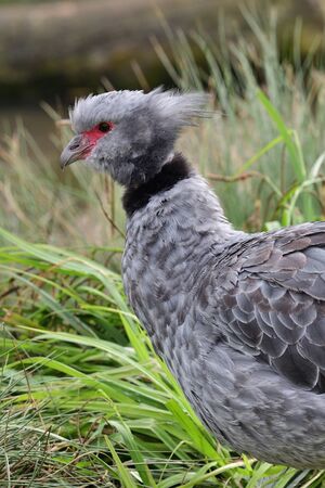 Close up portrait of a southern screamer (chauna torquata)