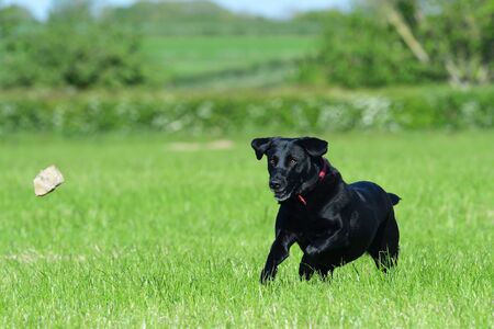 Action shot of a young black Labrador retriever running through a field to retrieve a rockの写真素材