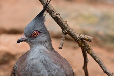 Close up portrait of a crested pigeon (ocyphaps lophotes)
