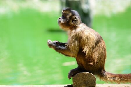 Side view of a monkey sitting on a wooden fence in a zoo