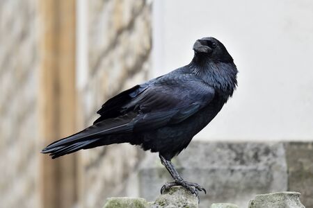 Close up of a common raven (corvus corax) perching on a wall