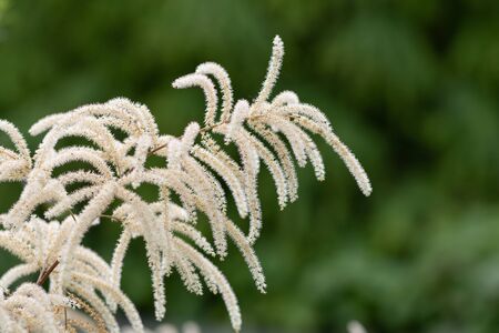 Close up of brides feathers (aruncus diocus) in bloomの写真素材