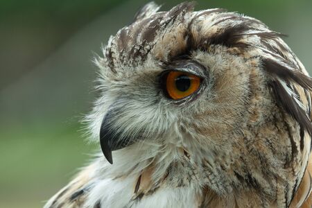 Head shot of a European eagle owl (bubo bubo)