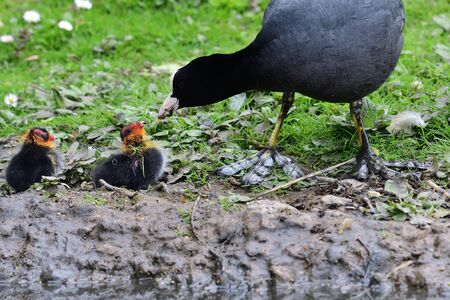 Close up of a common coot (fulica atra) feeding it's chicksの写真素材