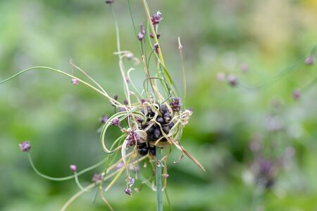 Close up of a sand leek (allium scorodoprasum) plant