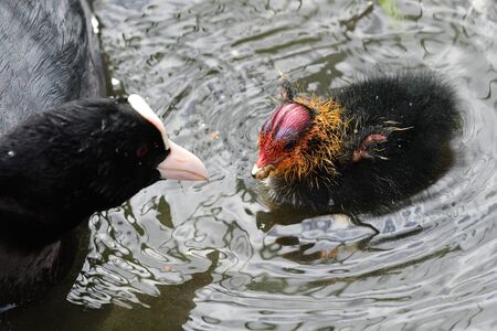 Close up of a common coot (fulica atra) feeding it's chick in the waterの写真素材