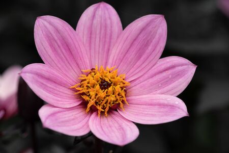 close up of a pink dahlia with a grey backgroundの写真素材