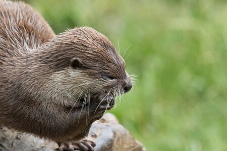 Portrait of an Asian small clawed otter (amblonyx cinerea) eating a fish