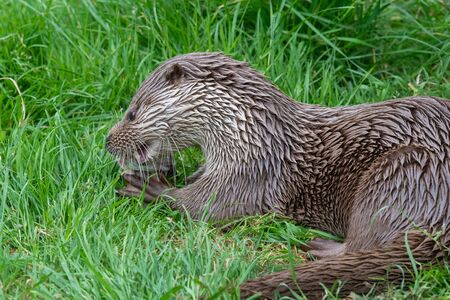 Close up of a Eurasian otter (lutra lutra) eating a fishの写真素材