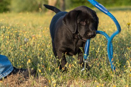 Portrait of a black Labrador puppy playing with a dog leadの写真素材