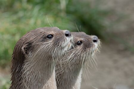 Head shot of two Asian small clawed otters (amblonyx cinerea)の写真素材