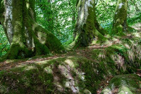 Gnarly old trees growing out of a dry stone wall at Tarr Steps in Devon.の写真素材