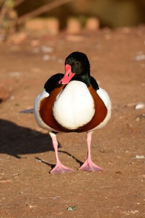 Portrait of a common shelduck (tadorna tadorna) standing on the ground