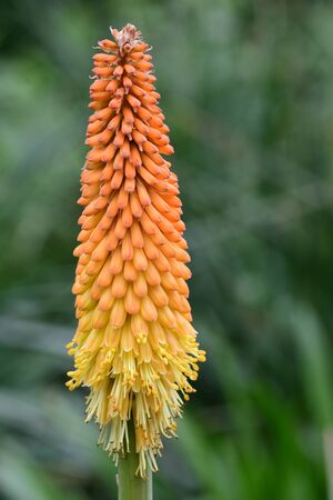 Close up of a torch liy (kniphofia) flowerの写真素材