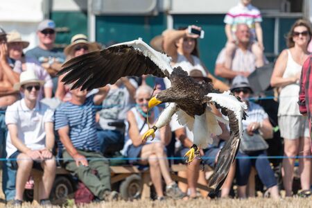 Balndford Forum.Dorset.United Kingdom.A Stellers sea eagle is being flown in a falconry...