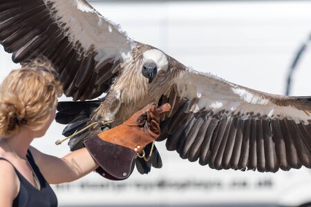 Blandford Forum.Dorset.United Kingdom.A white backed vulture (gyps africanus) is being flown in a falconry demonstration at The Great Dorset Steam Fair.の写真素材