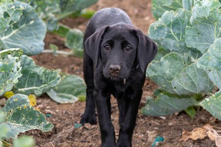 Portrait of an 11 week old black Labrador puppy in a vegetable gardenの写真素材