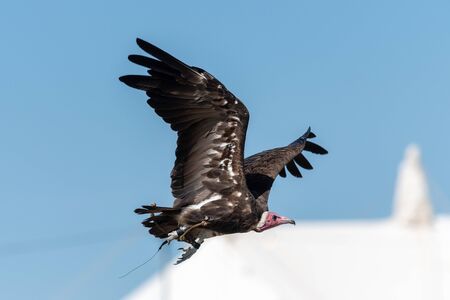 Close up of a hooded vulture (necrosyrtes monachus) flying in a falconry demonstration.