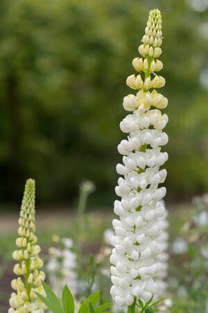 Close up of white lupin (lupinus)  flowers in bloomの写真素材