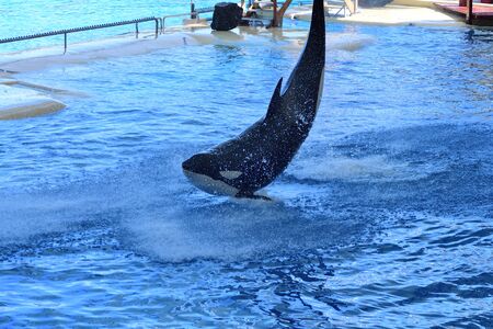 Portrait of a killer whale (orcinus orca) jumping out of the water at a whale showの写真素材