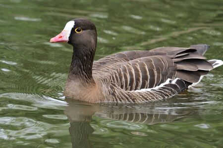 Portrait of a lesser white fronte goose (anser erythropus) swimming in the waterの写真素材