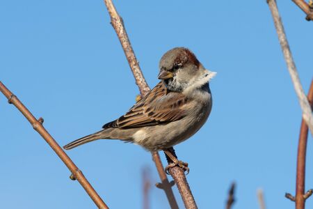Portrait of a house sparrow (passer domesticus) perching on a branch.の写真素材
