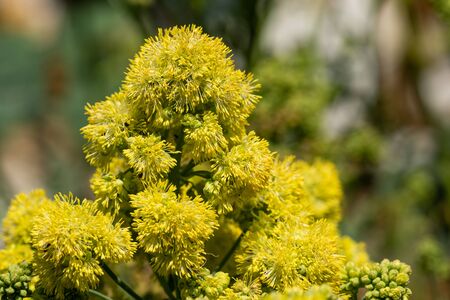 Close up of yellow meadow rue (thalicum flavum) in bloom.