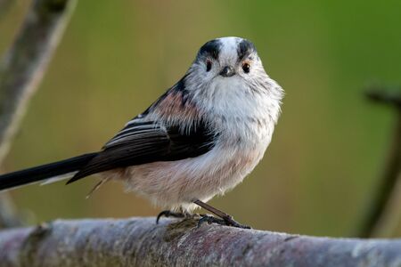 Close up of a long tailed tit (aegithalos caudatus) perching on a branch.の写真素材