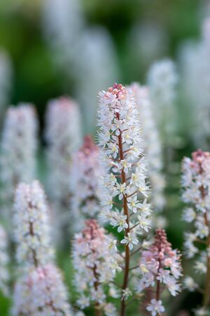 Close up of foamflowers (tiarella cordifolia) in bloom.の写真素材