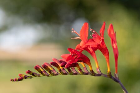 Close up of a valentine flower (crocosmia aurea) in bloomの写真素材