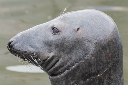 Head shot of an adult grey seal (halichoerus grypus)の写真素材