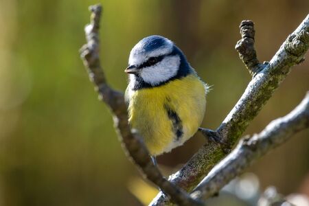 Close up of a blue tit (cyanistes caeruleus) perching on  branch.の写真素材