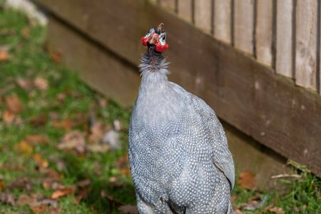 Portrait of a domestic guinefowlの写真素材