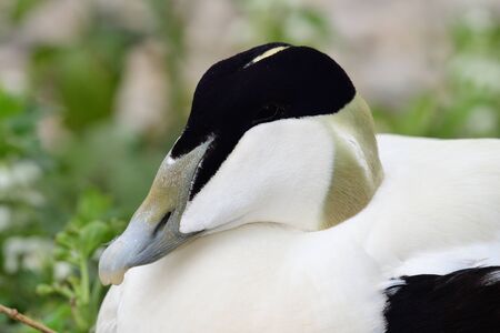Close up portrait of a male eider duck (somateria mollissima)